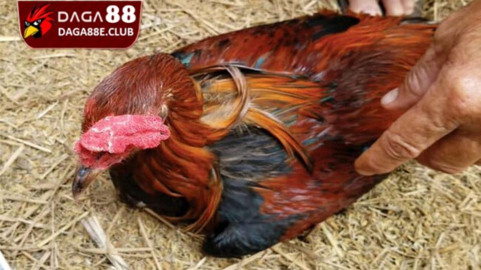 Bệnh Phổi Ở Gà - Những Kiến Thức Cần Biết Trong Chăn Nuôi