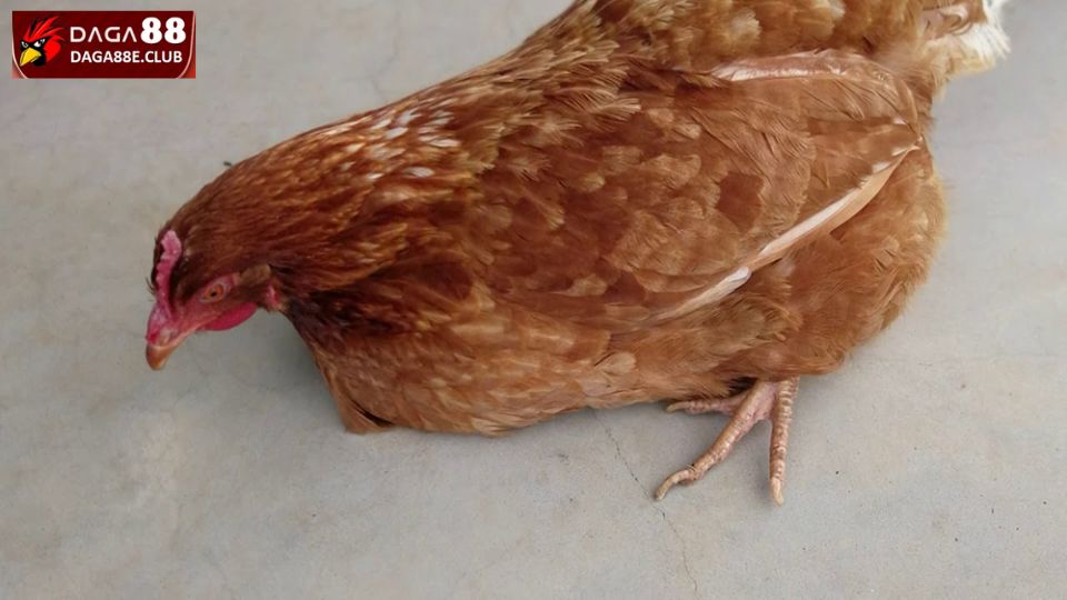 Bệnh Tụ Huyết Trùng - Nguyên Nhân Và Cách Chữa Hiệu Quả