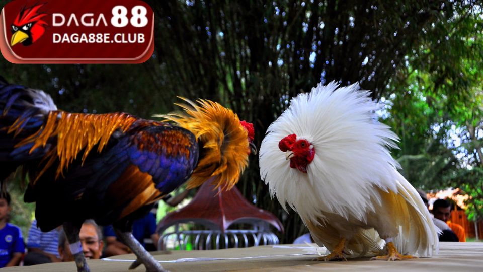 Những chiêu trò sử dụng thuốc bịp trong gà đá