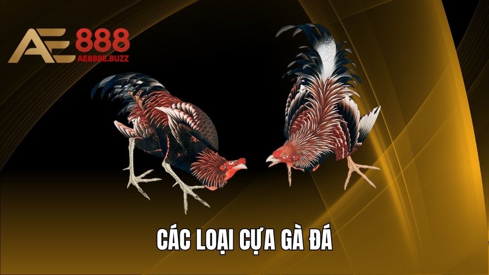 Tìm Hiểu Về Các Loại Cựa Gà Đá Phổ Biến Trên Thị Trường 2025