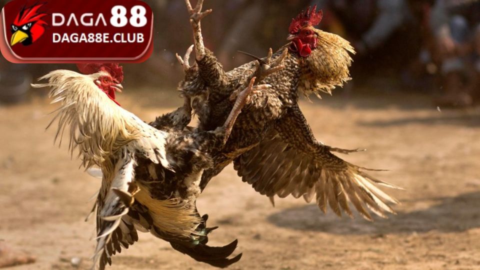 Các loại thuốc đá gà bịp phổ biến trên thị trường hiện nay