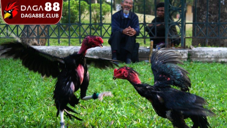 Các Thế Đá Gà Hay - Tuyệt Chiêu Ra Đòn Của Chiến Binh