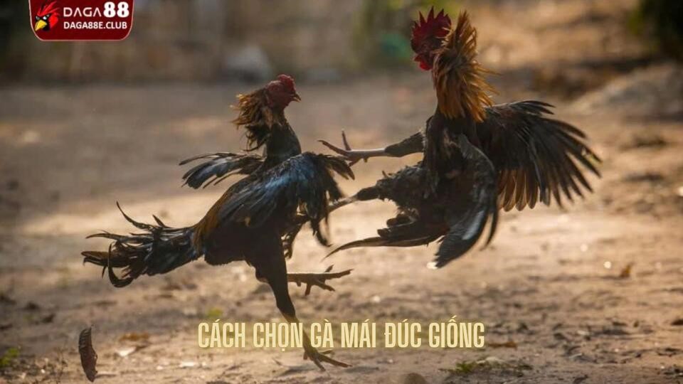Cách Chọn Gà Mái Đúc Giống Cho Ra Đời Sau Chất Lượng