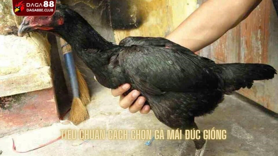 Cách chọn gà mái đúc giống theo đúng tiêu chuẩn