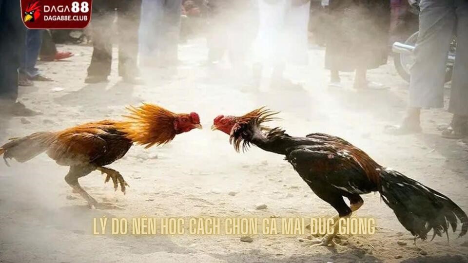 Tìm hiểu những lý do nên chú ý đến gà mái đúc giống