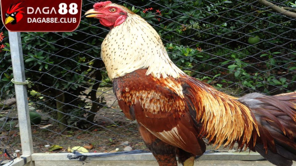 Cách huấn luyện gà đá từ nhỏ giai đoạn hoàn thiện