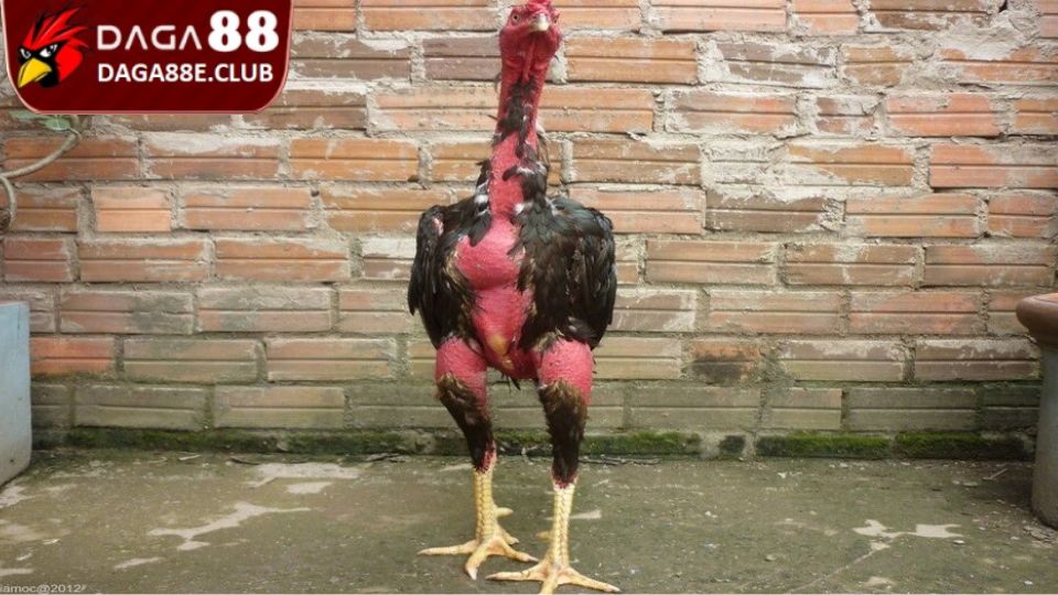 Cách Huấn Luyện Gà Đá Từ Nhỏ - Bí Quyết Hay, Hiệu Quả