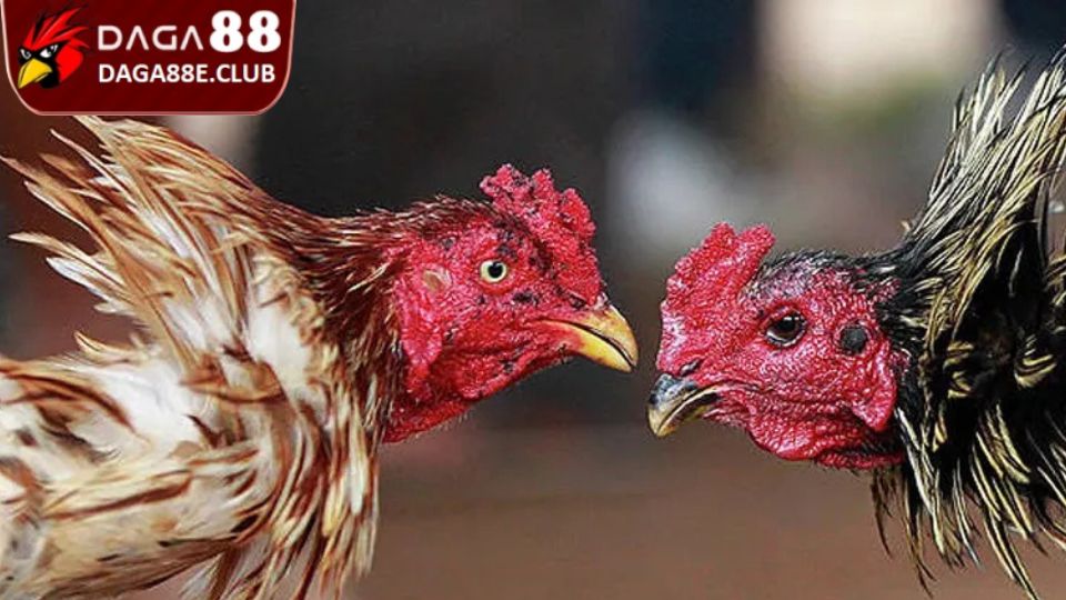 Cách Làm Gà Sung Sức Và Máu Chiến - Chia Sẻ Từ Cao Thủ