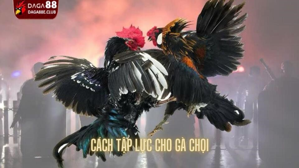 Hướng Dẫn Cách Tập Lực Cho Gà Chọi Vô Cùng Hiệu Quả