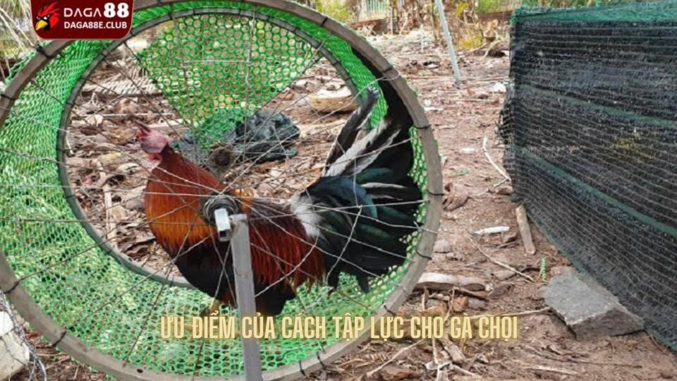 Những ưu điểm tuyệt vời có thể nhận được khi tập lực