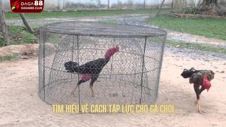 Tìm hiểu sơ qua về cách tập lực cho gà chọi là gì