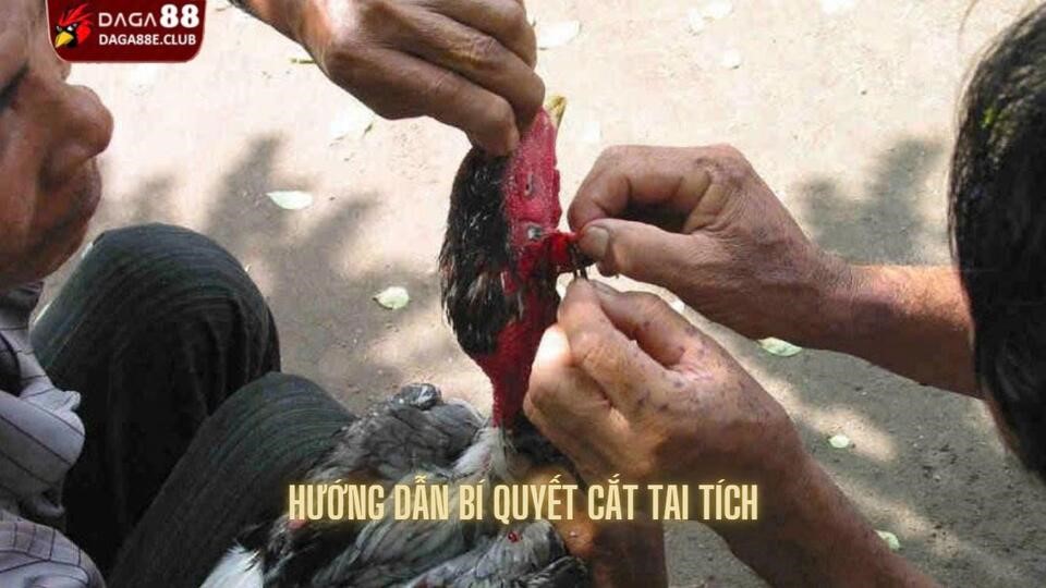 Hướng dẫn bí quyết loại bỏ tai tích đơn giản và nhanh chóng