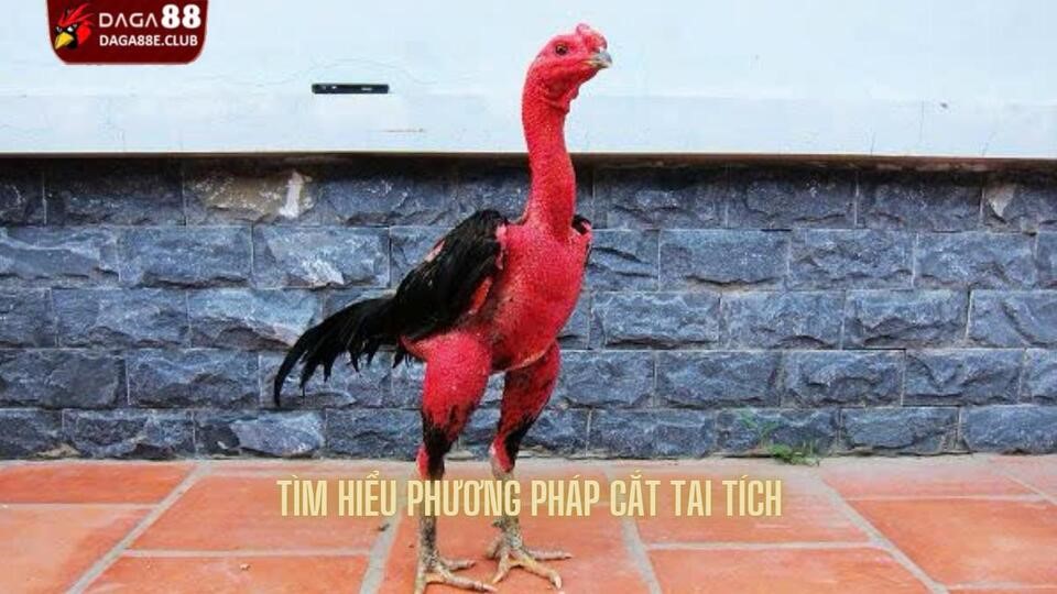 Tìm hiểu phương pháp cắt tai tích nổi tiếng trong giới