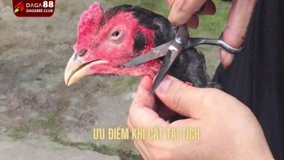 Ưu điểm khi cắt tai tích cho gà chọi trước khi chiến đấu
