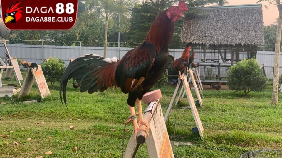Chăm sóc gà sau trận đấu khoa học giúp chiến binh hồi phục nhanh