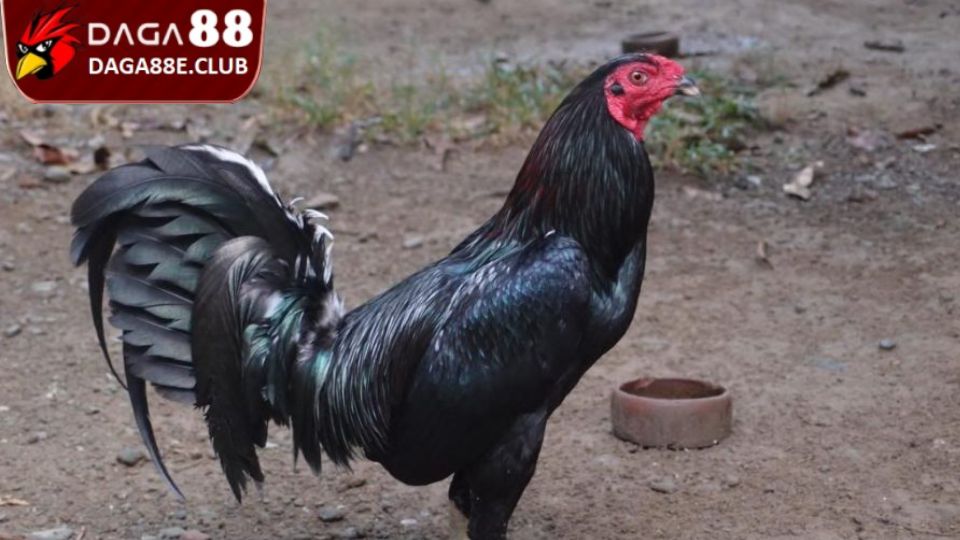 Chăm Sóc Gà Sau Trận Đấu - Hướng Dẫn Chi Tiết Cho Sư Kê