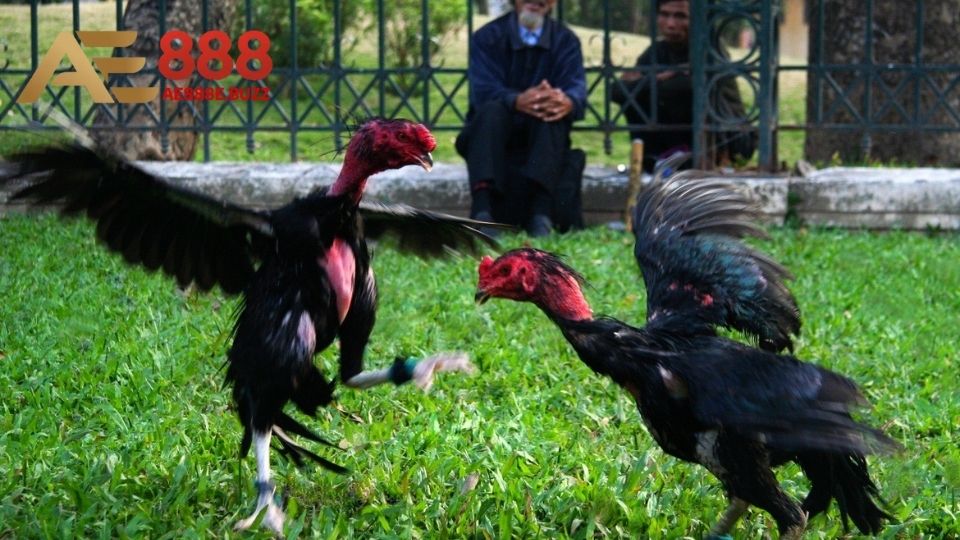 Chiến kê Cao Lãnh tạo màn trình diễn thực thụ