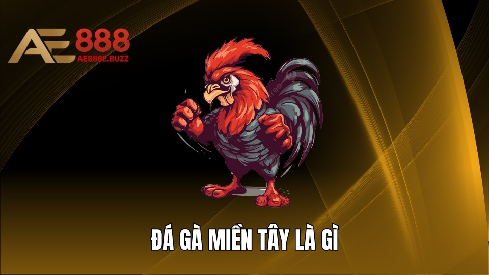 Đá Gà Miền Tây Là Gì? Đấu Trường Chọi Kê Siêu Kịch Tính
