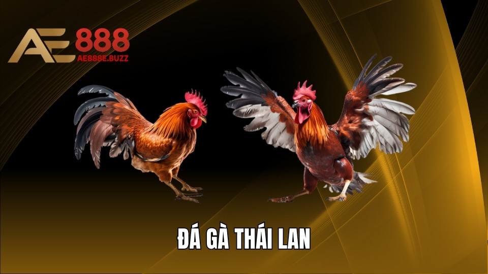 Đá Gà Thái Lan - Cập Nhật Quy Định, Thể Thức Thi Đấu 2025