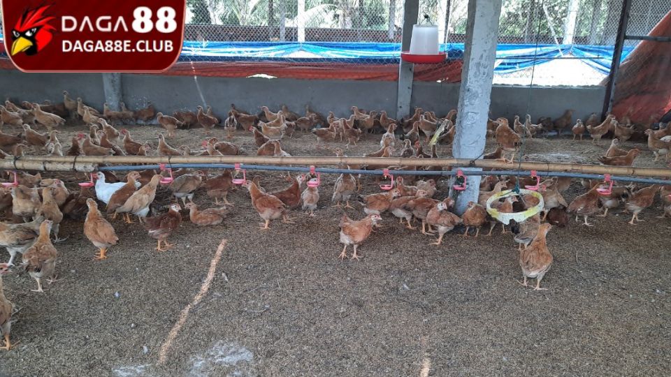 Đảm bảo chuồng trại có điều kiện thông thoáng, sạch sẽ