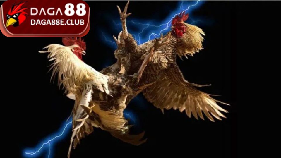 Điều kiện cơ bản để tạo tài khoản chơi gà đá trực tuyến