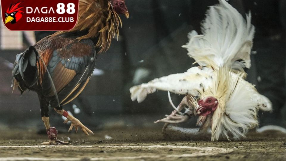 Đôi nét thông tin giới thiệu qua về các thế đá gà hay
