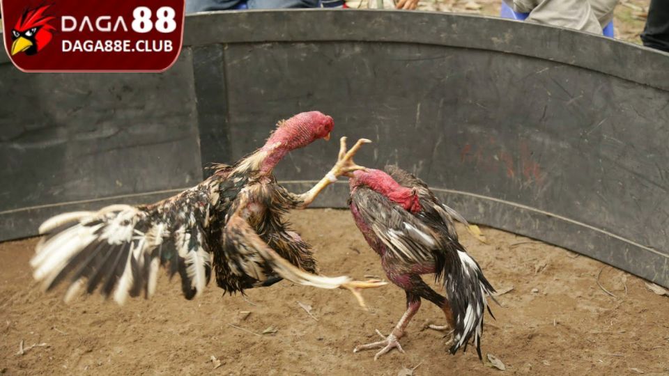 Đòn đánh quăng đầu hiểm hóc với mức sát thương cao