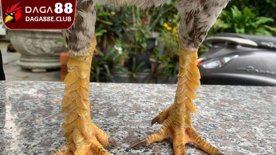 Dòng vảy rồng trắng thường được nuôi để làm cảnh