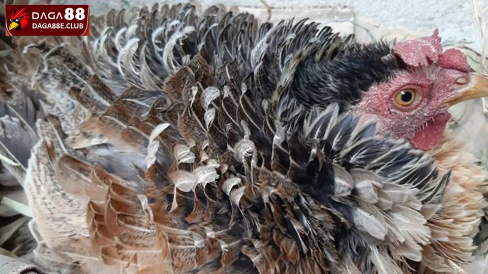 Gà chọi xù lông là tình trạng khá phổ biến