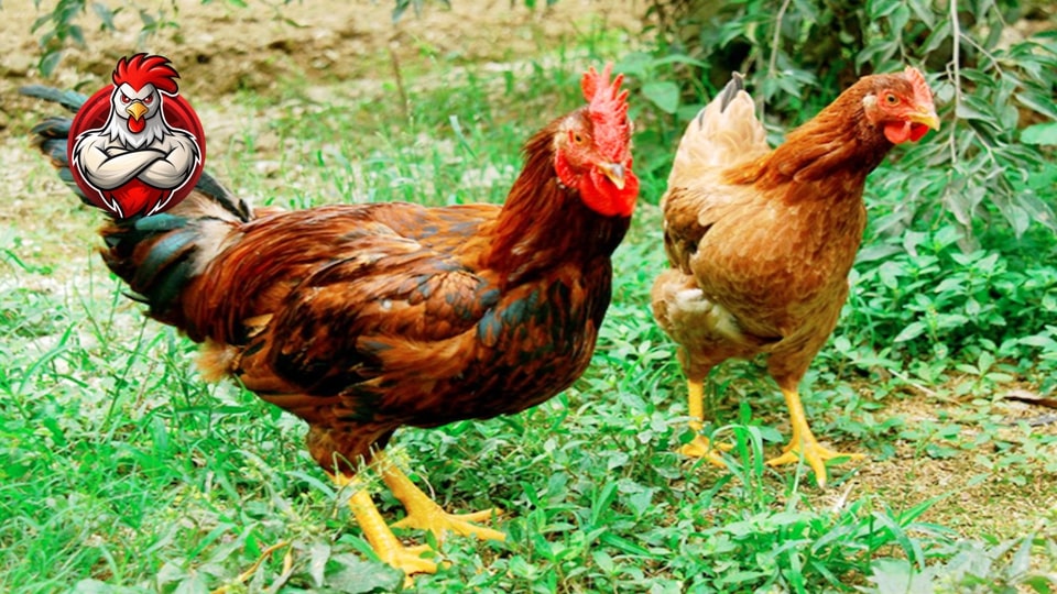 Gà mía nổi tiếng tại làng cổ Đường Lâm