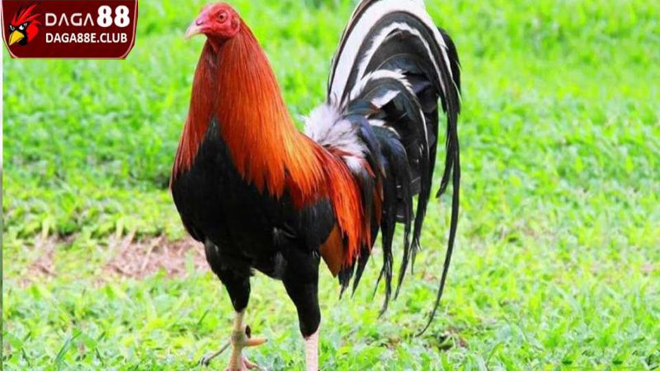 Đặc điểm của giống gà Kelso