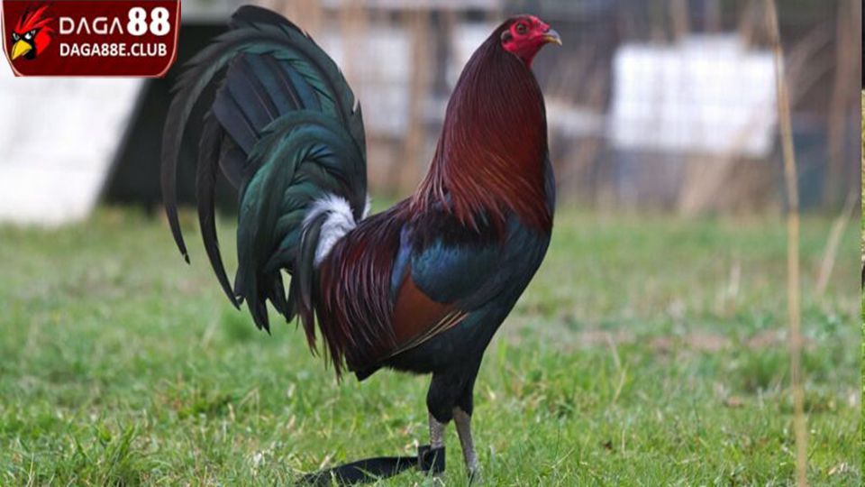 Giới thiệu nguồn gốc gà Mỹ dòng Kelso