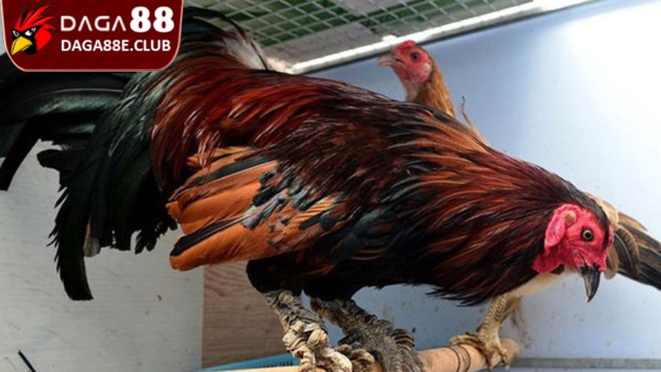 Gà Vảy Rồng - Phân Loại, Đặc Điểm Và Cách Chăm Sóc Hiệu Quả