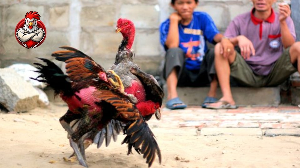 Giải thích chi tiết câu hỏi gà tía là gì