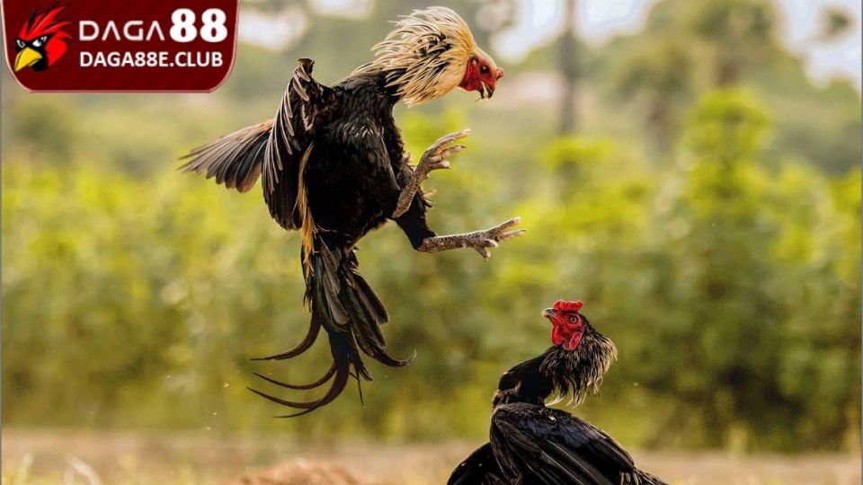 Giãn cách thời gian thi đấu cho chiến binh