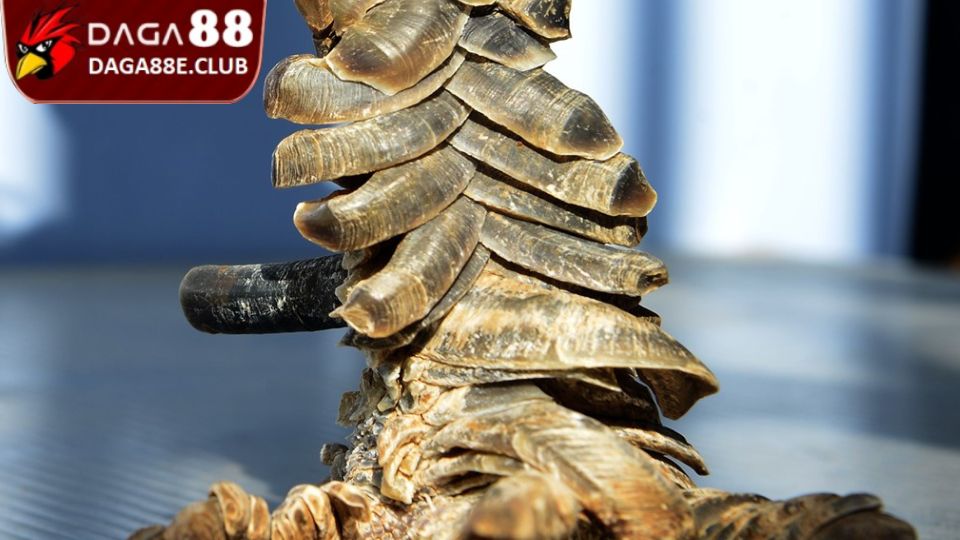 Giới thiệu khái quát thông tin về gà vảy rồng