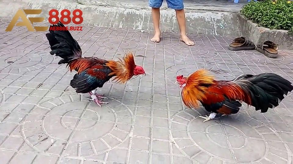 Hiểu chính xác về khái niệm xem ngày đá gà là gì?