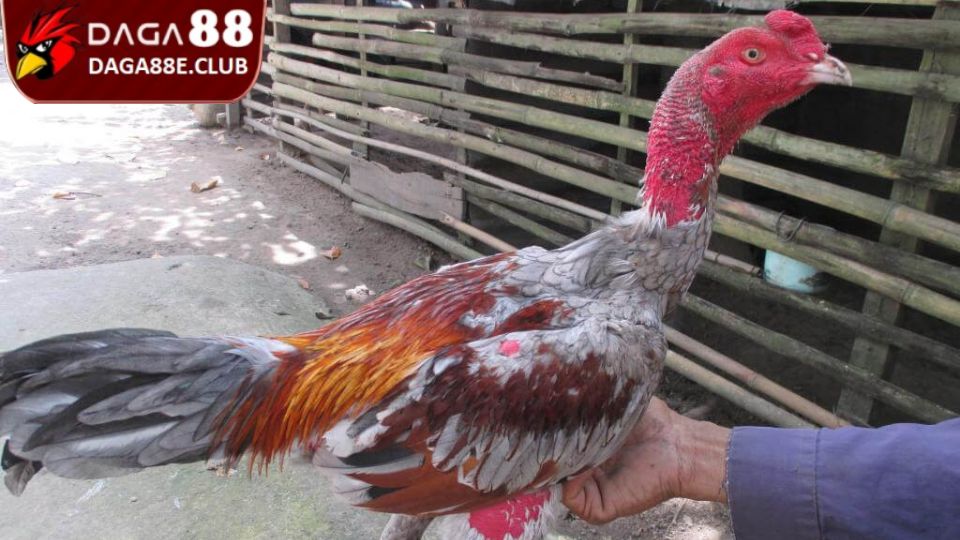 Hướng dẫn đánh giá tổng quan tình hình sức khỏe gà