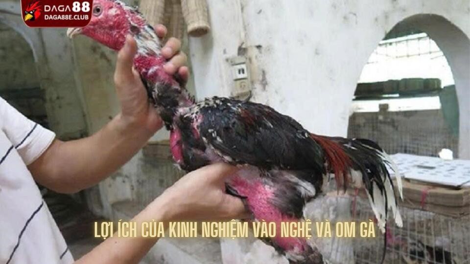 Những lợi ích rất lớn nhận được khi vào nghệ và om gà