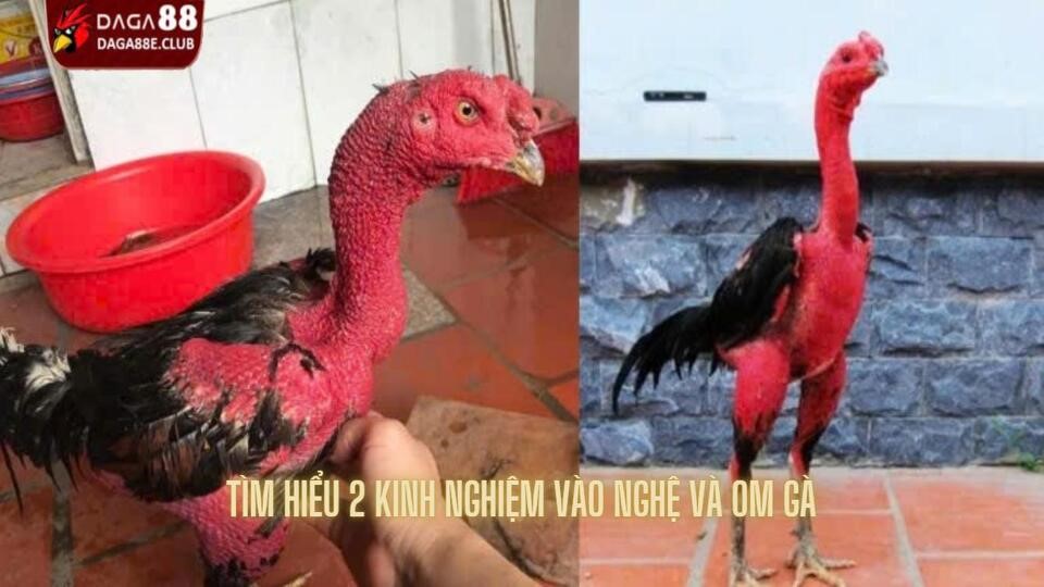 Tìm hiểu 2 phương pháp hỗ trợ khi nuôi gà chọi