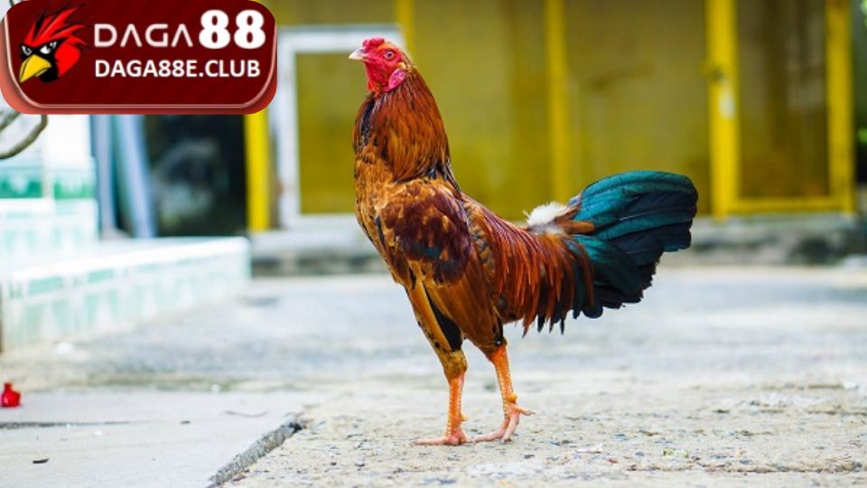 Kỹ thuật đổ gà đá lai quần hiệu quả