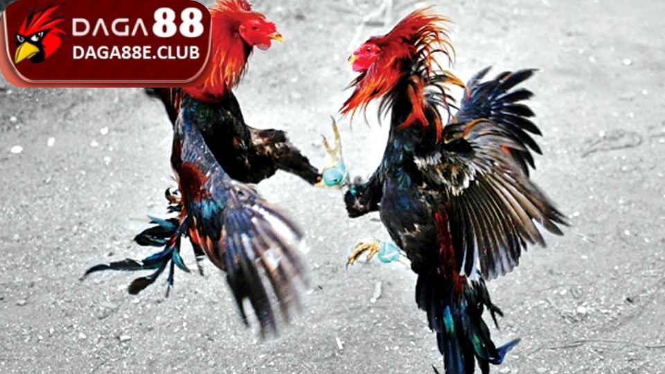 Kỹ thuật đổ gà đá theo phương thức lai tạo trùng huyết