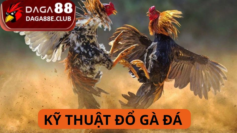 Kỹ Thuật đổ Gà Đá - Bí Quyết Tạo Nên Chiến Kê Đỉnh Cao