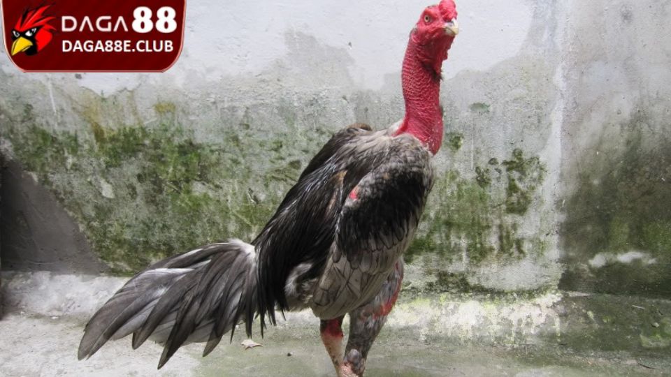 Một số vấn đề cần lưu ý khi nuôi gà sung sức, máu chiến
