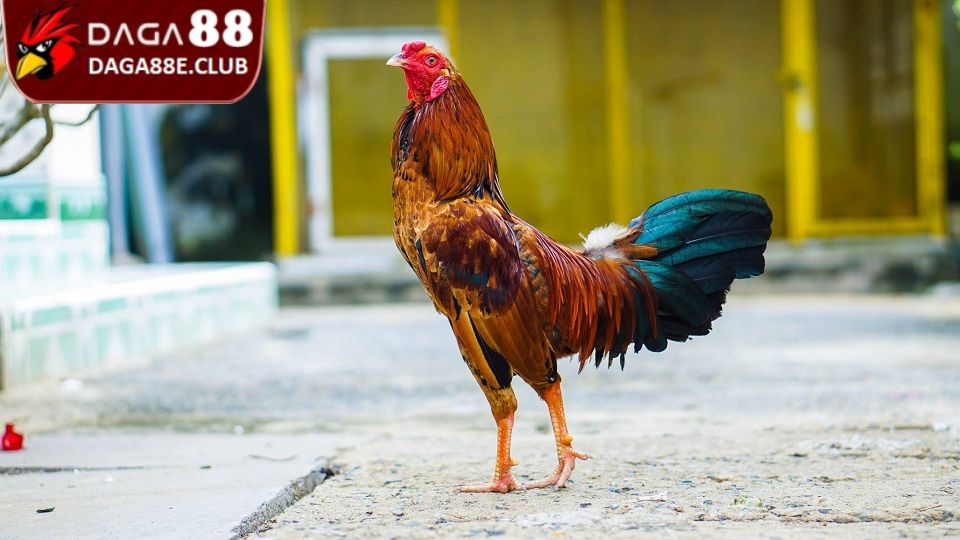 Một số vấn đề sư kê cần lưu ý khi huấn luyện gà đá