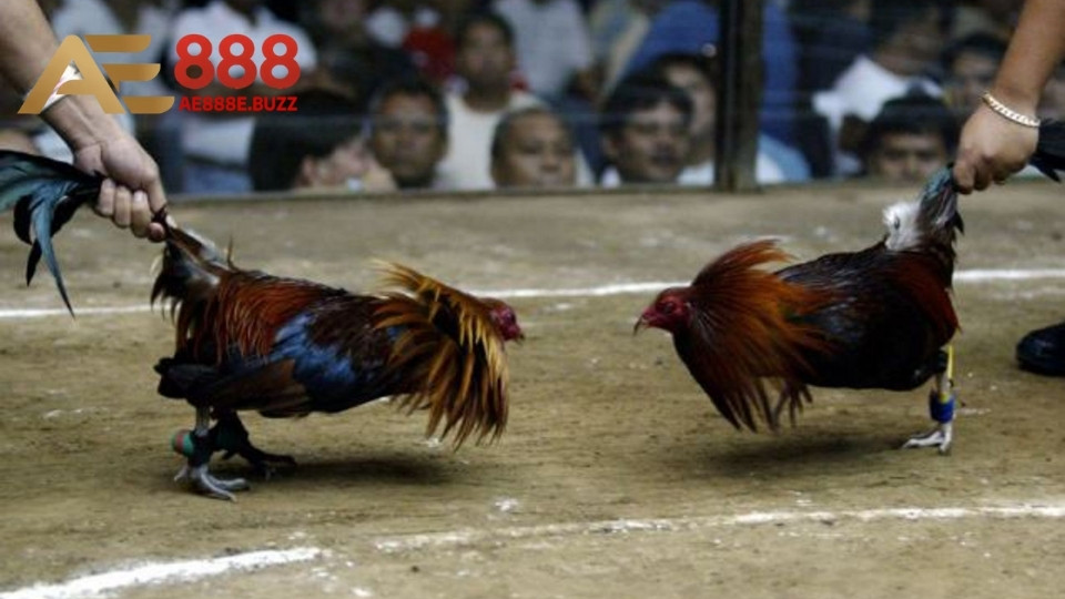 Một vài chú ý quan trọng khi tham gia đá gà Khmer bạn nên biết