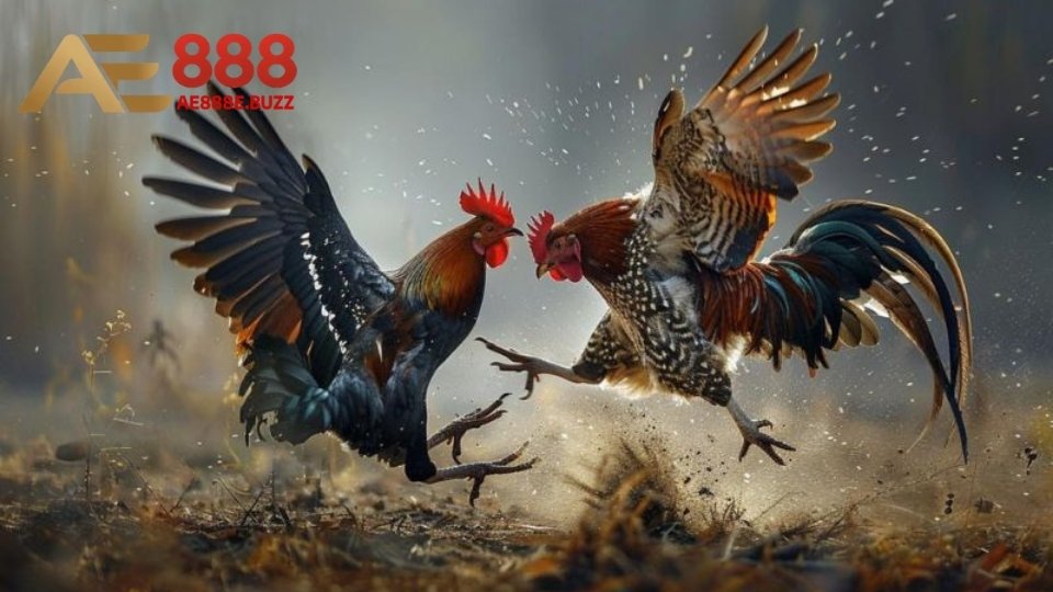 Một vài chú ý quan trọng khi thực hiện pha ngũ cốc cho gà đá bạn nên biết