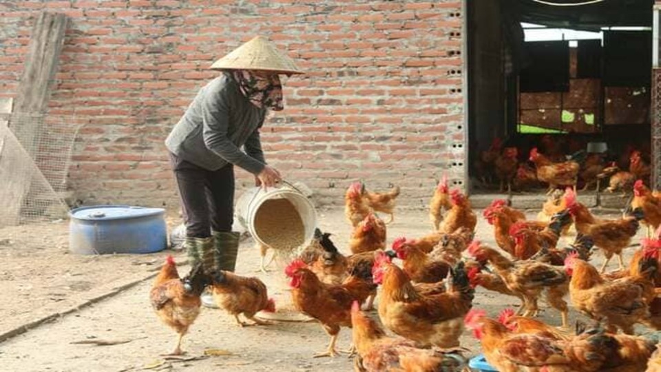 Thời tiết thay đổi là nguyên nhân chủ yếu dẫn đến bệnh phổi của gà