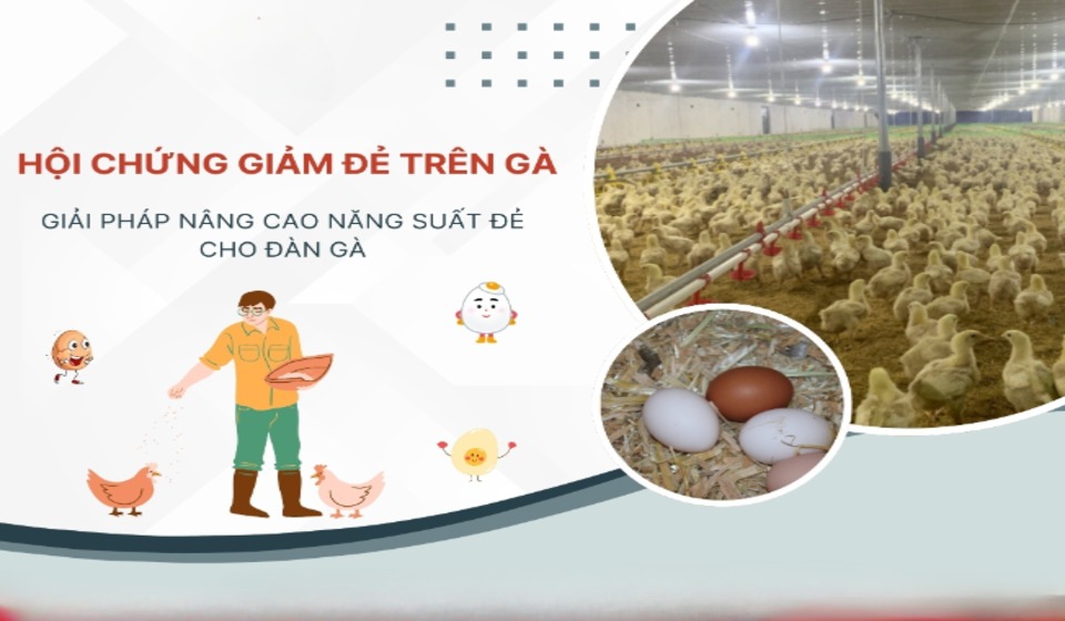Có rất nhiều nguyên nhân để gà mắc virus EDS