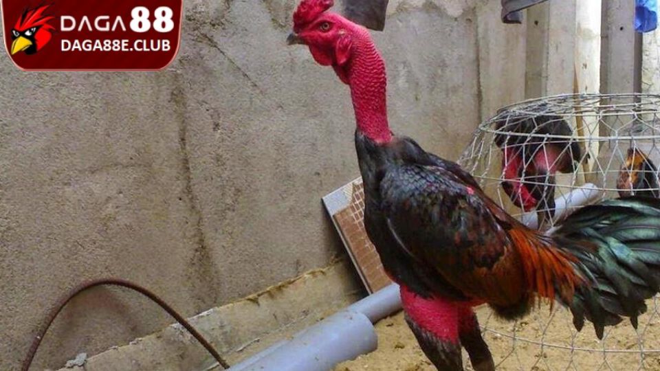 Nhốt gần đối thủ - Cách làm gà sung sức và máu chiến